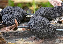 Attēlu rezultāti vaicājumam “Symphytocarpus flaccidus”