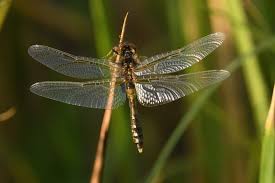 Attēlu rezultāti vaicājumam “Leucorrhinia caudalis”