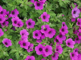 Image result for Storchschnäbel