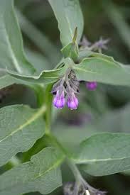 Attēlu rezultāti vaicājumam “Symphytum officinale bud”