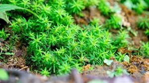 Attēlu rezultāti vaicājumam “Timmia megapolitana”