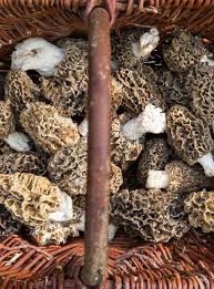 Attēlu rezultāti vaicājumam “Morchella esculenta”