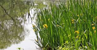 Attēlu rezultāti vaicājumam “Iris pseudacorus flower”