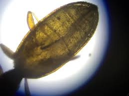 Attēlu rezultāti vaicājumam “Dienerella elongata”