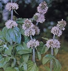 Attēlu rezultāti vaicājumam “Mentha arvensis flower”