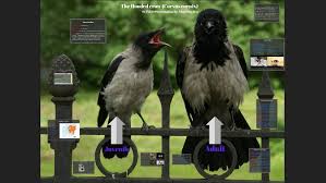 Attēlu rezultāti vaicājumam “Corvus cornix adult”