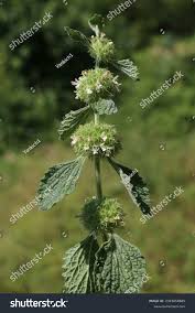 Image result for Marrubium vulgare