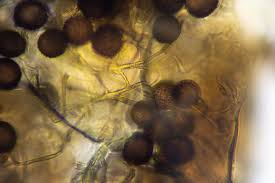 Attēlu rezultāti vaicājumam “Lamproderma gulielmae”