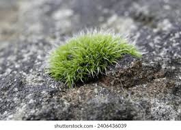 Attēlu rezultāti vaicājumam “Grimmia pulvinata”