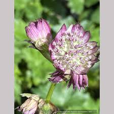 Image result for Astrantia majon `Abbey Road`