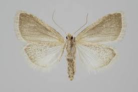 Attēlu rezultāti vaicājumam “Nola aerugula”