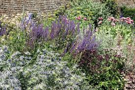 Image result for Edeldistel