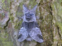 Attēlu rezultāti vaicājumam “Furcula bifida”