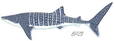 Image result for Rhincodon typus