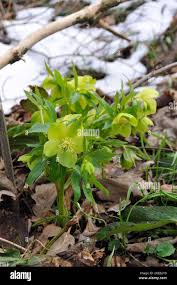 Image result for Nieswurz