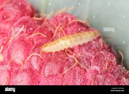 Attēlu rezultāti vaicājumam “Byturus tomentosus”