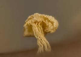 Attēlu rezultāti vaicājumam “Didymium tussilaginis spores”