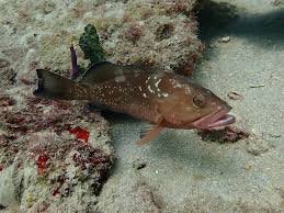 Image result for Epinephelus morio