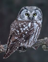 Image result for Aegolius funereus