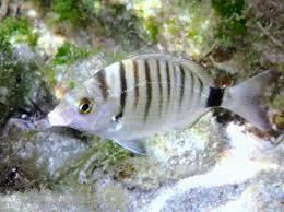 Image result for Diplodus puntazzo