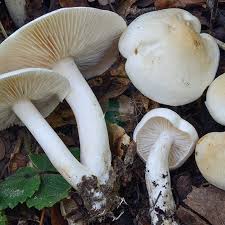 Attēlu rezultāti vaicājumam “Tricholoma album”