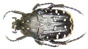 Attēlu rezultāti vaicājumam “Oxythyrea funesta”