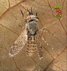 Attēlu rezultāti vaicājumam “Haematopota sp.”