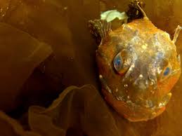 Image result for Myoxocephalus scorpius