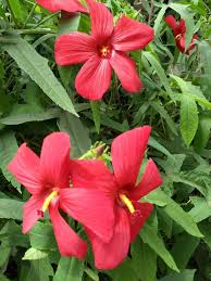 Image result for Abelmoschus moschatus