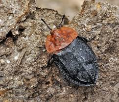 Attēlu rezultāti vaicājumam “Oiceoptoma thoracicum”