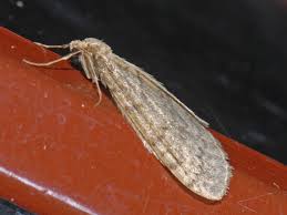 Attēlu rezultāti vaicājumam “Operophtera”