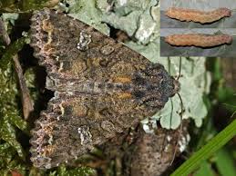 Attēlu rezultāti vaicājumam “Mamestra brassicae exuvia”