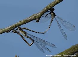 Attēlu rezultāti vaicājumam “Chalcolestes viridis”