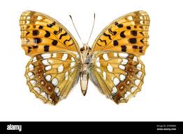 Attēlu rezultāti vaicājumam “Argynnis adippe female”