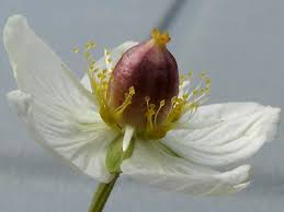 Attēlu rezultāti vaicājumam “Parnassia palustris flower”