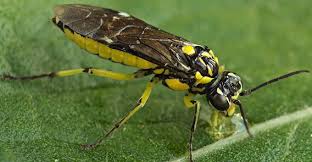 Attēlu rezultāti vaicājumam “Rhogogaster picta”