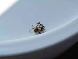 Image result for crab spider