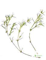 Attēlu rezultāti vaicājumam “Najas tenuissima leaf”