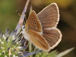 Attēlu rezultāti vaicājumam “Agrodiaetus damon”