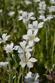 Attēlu rezultāti vaicājumam “Cerastium sylvaticum”