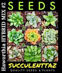 Image result for Haworthia mix