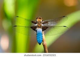 Attēlu rezultāti vaicājumam “Libellula depressa”