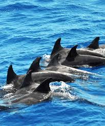Afbeeldingsresultaat voor dolfijnen