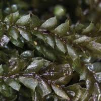 Attēlu rezultāti vaicājumam “Lophocolea minor”