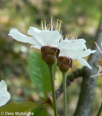 Attēlu rezultāti vaicājumam “Cerasus bud”