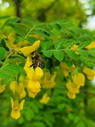 Attēlu rezultāti vaicājumam “Caragana arborescens flower”
