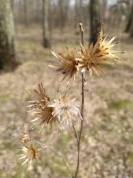 Attēlu rezultāti vaicājumam “Serratula tinctoria flower”
