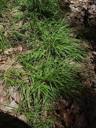 Attēlu rezultāti vaicājumam “Carex scandinavica”