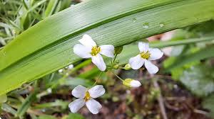 Attēlu rezultāti vaicājumam “Cardaminopsis arenosa leaf”