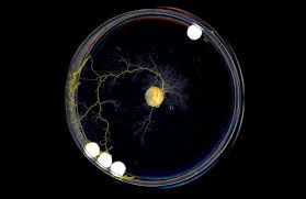 Attēlu rezultāti vaicājumam “Physarum daamsii sessile”